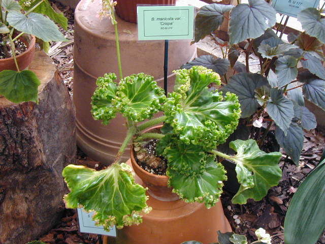 B. ‘manicata ‘Crispa’’